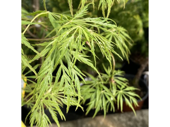 Acer palmatum 'Germains Gyration' - javor dlanitolistý