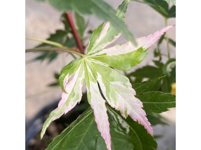 Acer palmatum 'Hono o' - javor dlanitolistý