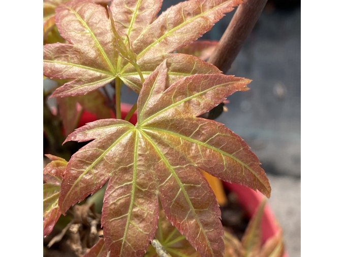 Acer palmatum 'Chischio' - javor dlanitolistý