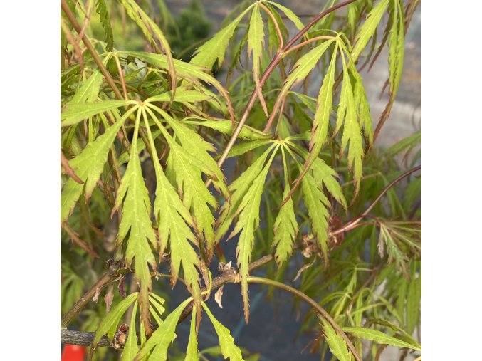 Acer palmatum 'Spring Delight' - javor dlanitolistý