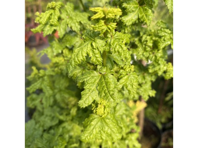Acer circinatum 'Gee WB' - javor