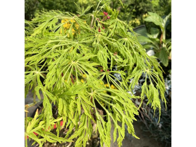 Acer japonicum 'Fairy Light' - javor japonský