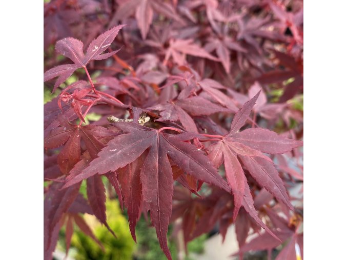 Acer palmatum 'Hime Shojo' - javor dlanitolistý