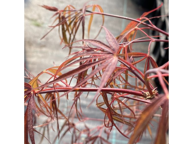 Acer palmatum 'Red Spider' - javor dlanitolistý