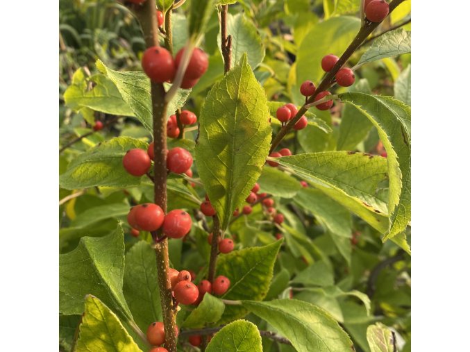 Ilex verticillata 'Aceton'- Cesmína přeslenitá
