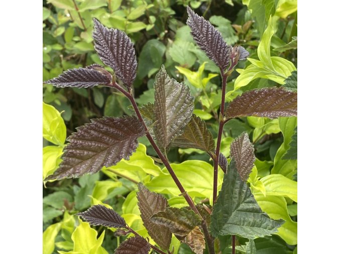 Ulmus glabra 'Purpurea' - jilm drsný