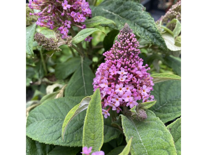 Buddleja davidii 'Little Pink' ® - komule Davidova