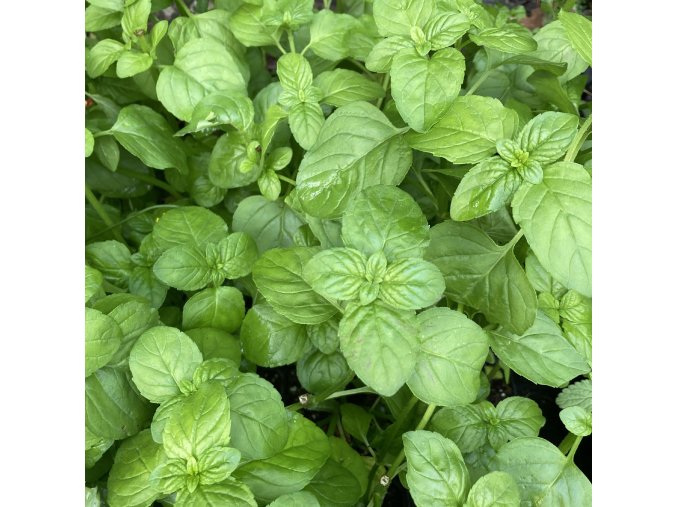 Mentha gracilis 'Ginger' - máta zázvorová