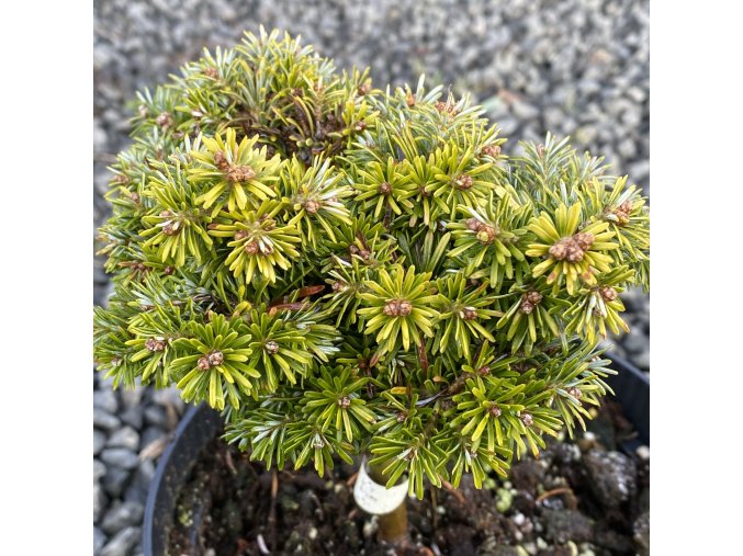 Abies koreana 'Kohout Mini' - jedle korejská