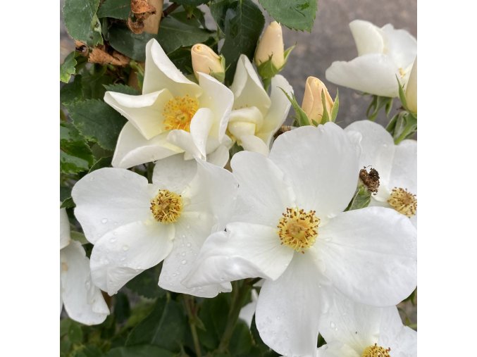 Rosa 'Kew Gardens' - růže sadová