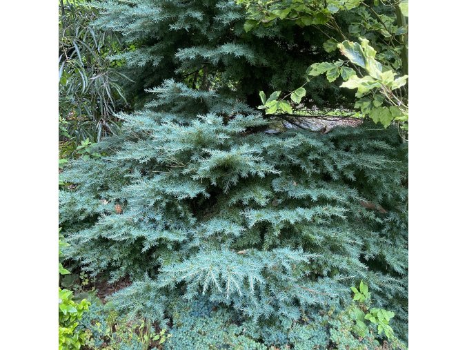 Tsuga mertensiana 'Glauca' - jedlovec Mertensův