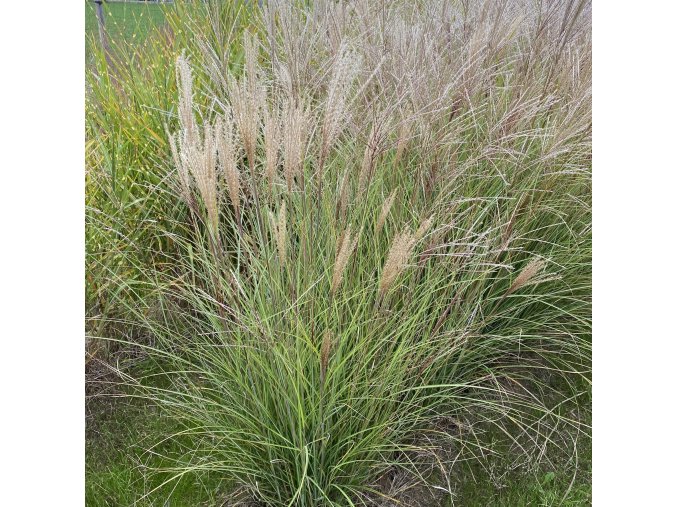 Miscanthus sinensis 'Gracillimus Nana' - ozdobnice, čínský rákos