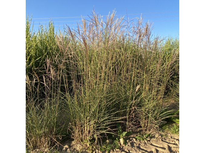 Miscanthus sinensis 'Flamingo' - ozdobnice, čínský rákos