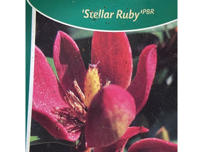 Magnolia 'Stellar Ruby' - šácholan