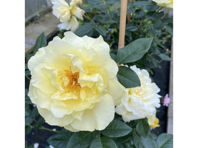 Rosa 'Goldregen' - růže PNOUCÍ