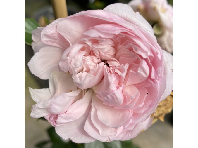 Rosa 'Sweet Laguna' - růže PNOUCÍ