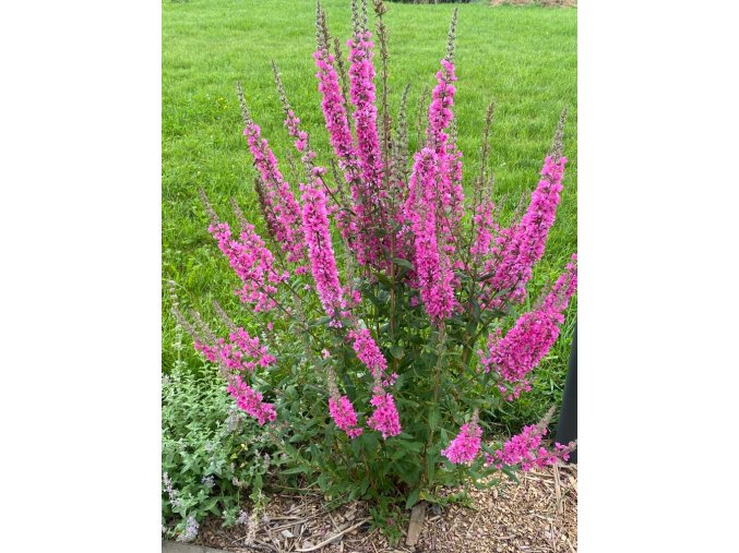 Lythrum salicaria 'Pink Blush ' - kyprej vrbice