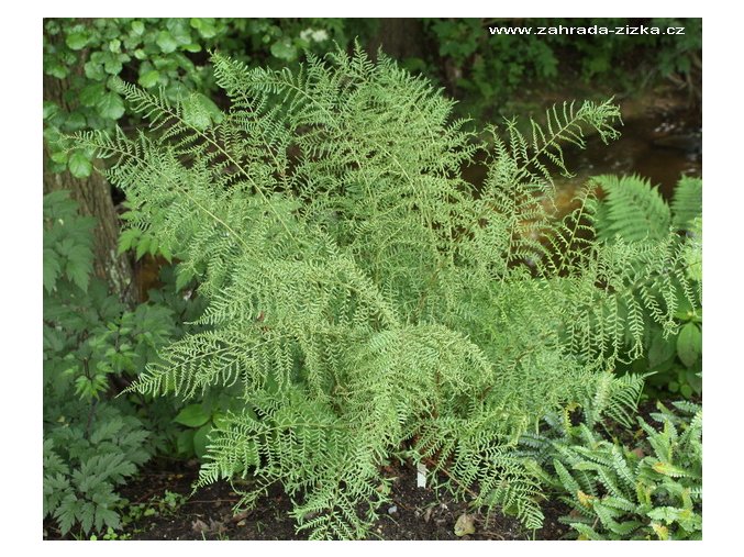 dryopterisfilixmasLinearisPolydactylon