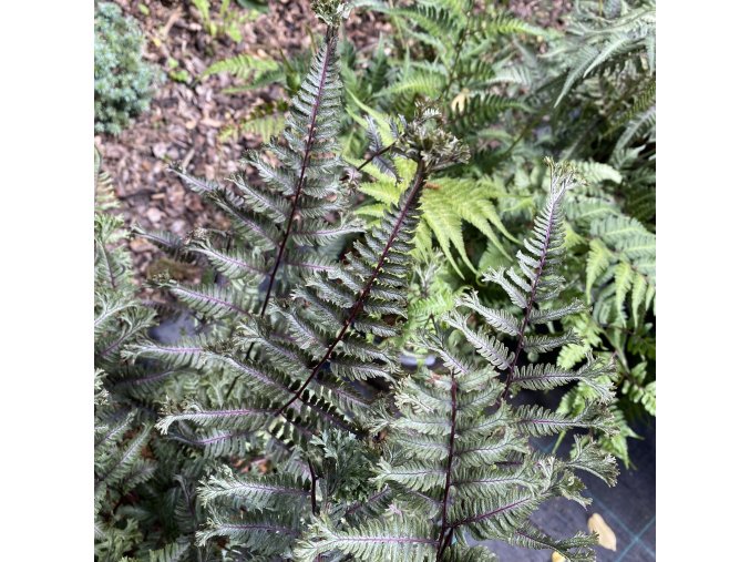 Athyrium niponicum 'Crested Surf' - papratka japonská