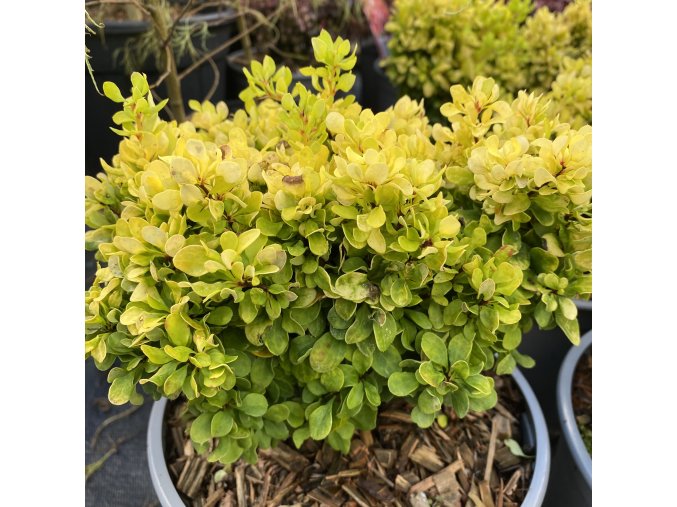 Berberis thunbergii 'Lime Star' - dřišťál Thunbergův