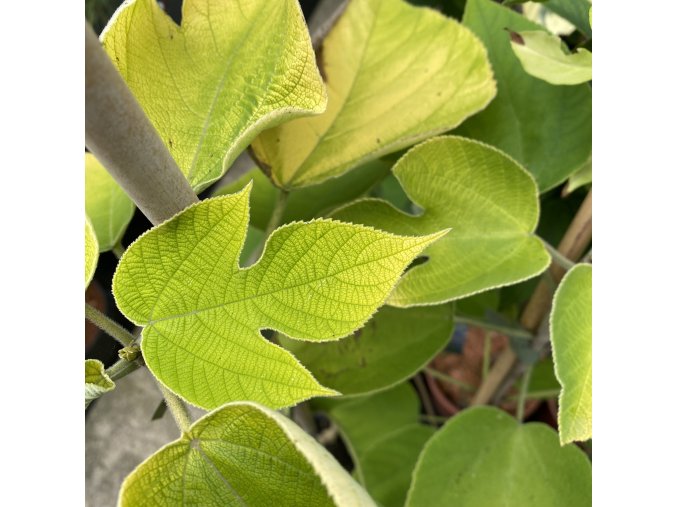 Broussonetia papyrifera 'Golden Shadows' - papírovník čínský