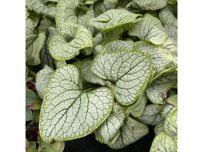 Brunnera macrophylla 'Little Heart' - pomněnkovec