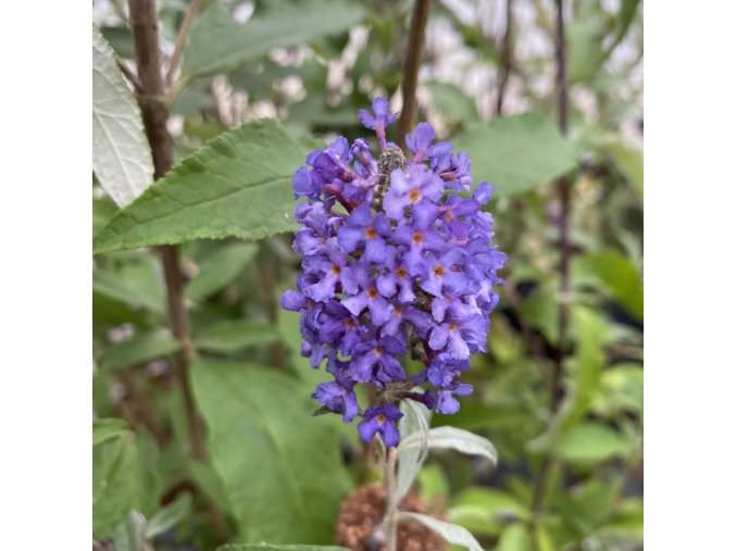 Buddleja davidii 'REVE DE PAPILLON BLUE' 'Minpap 3' - komule Davidova