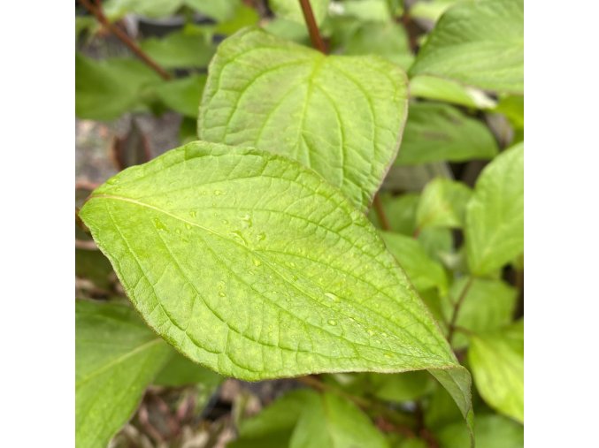 Cornus alba 'BATON ROUGE' 'Minbat' - svída bílá