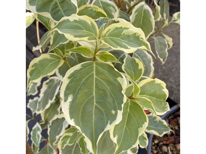 Cornus kousa 'Samaritan' - dřín japonský