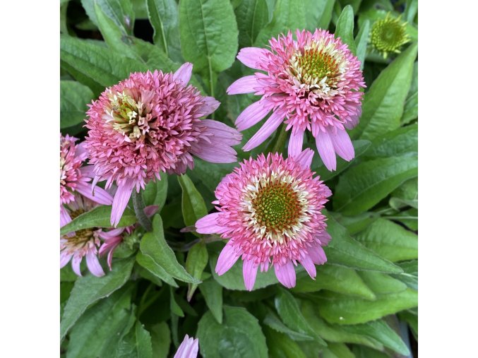 Echinacea 'Butterfly Kisses' - třapatka