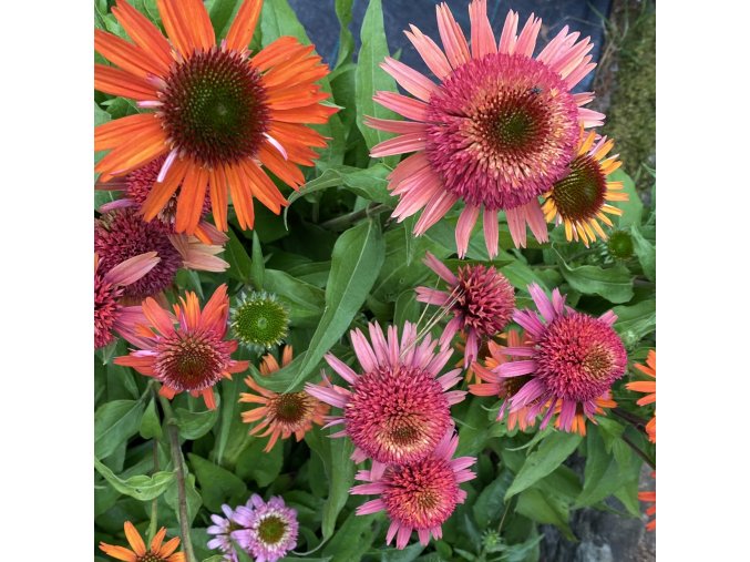 Echinacea 'CARROT CAKE' - třapatka