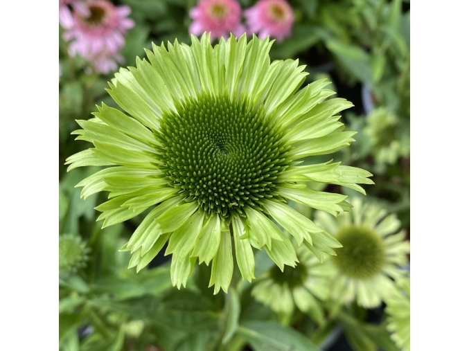 Echinacea 'Green Jewel' - třapatka