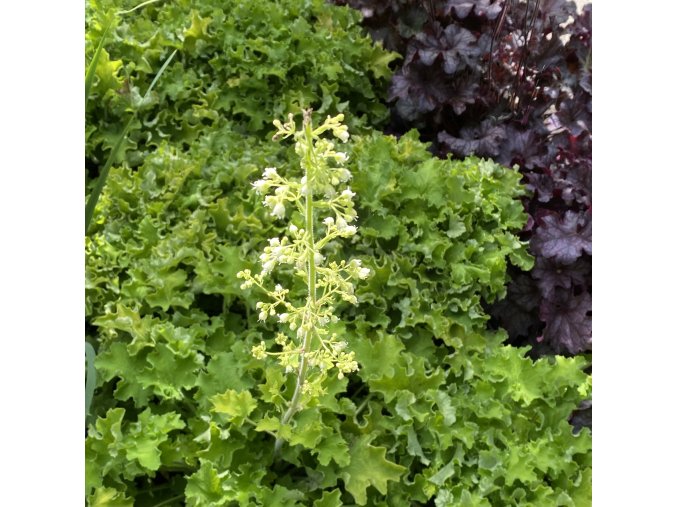 Heuchera hybrid 'Rex Lime' - dlužicha