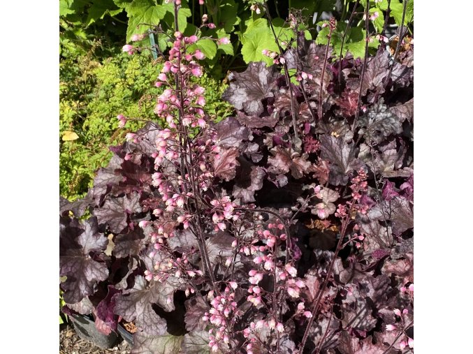 Heuchera hybrid 'Rex Purple'- dlužicha