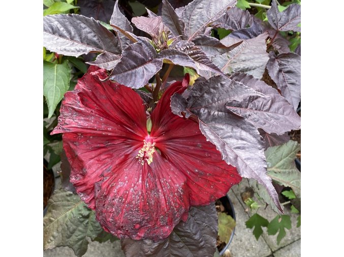 Hibiscus moscheutos SUMMERIFIC 'Holy Grail'- ibišek bahenní