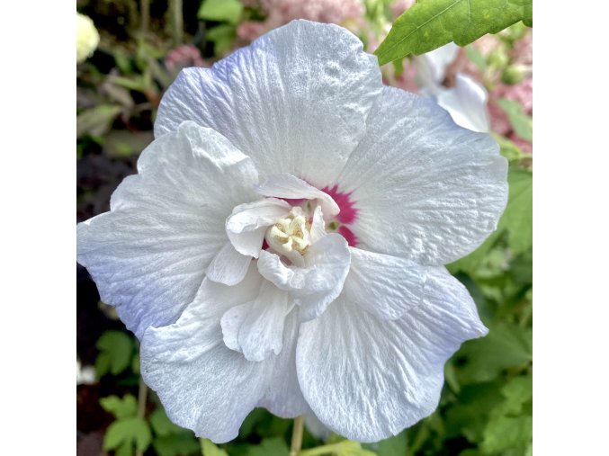 Hibiscus syriacus 'IGLOO' 'Minsycbb2b'- ibišek venkovní/syrský