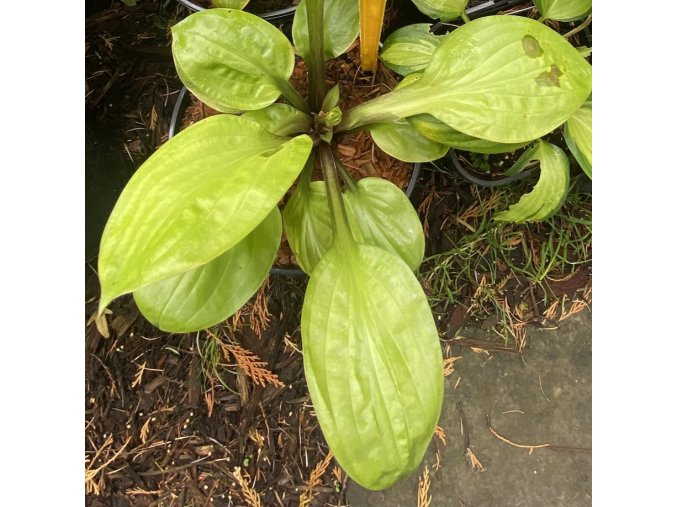 Hosta 'Lemon Snap' - bohyška