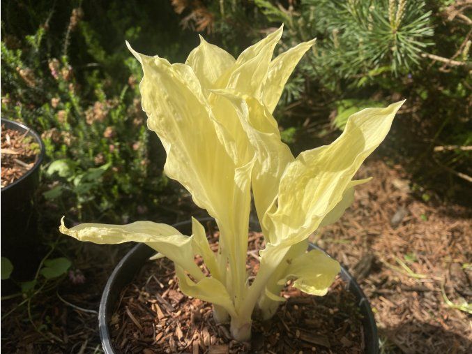 Hosta 'Zebra Stripes' - bohyška