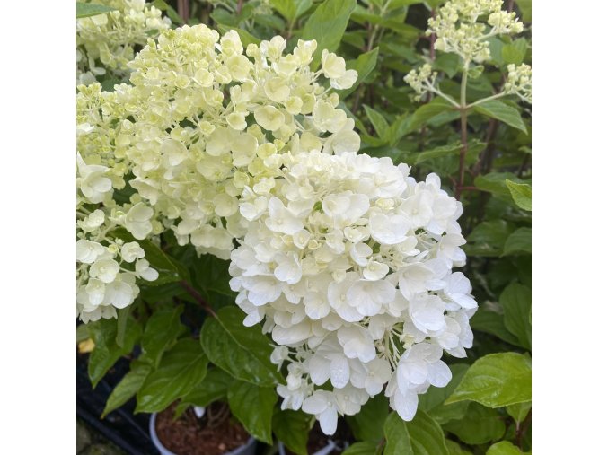 Hydrangea paniculata 'Living Summer Snow' - hortenzie latnatá
