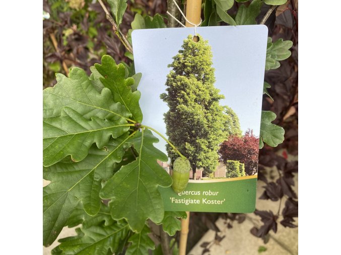 Quercus robur 'Fastigiate Koster'