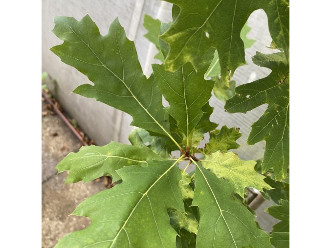 Quercus rubra 'Boltes Gold' - dub červený