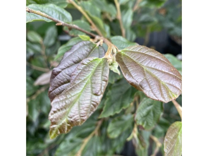 Sycoparrotia semidecidua 'Purple Haze' - sycoparotia