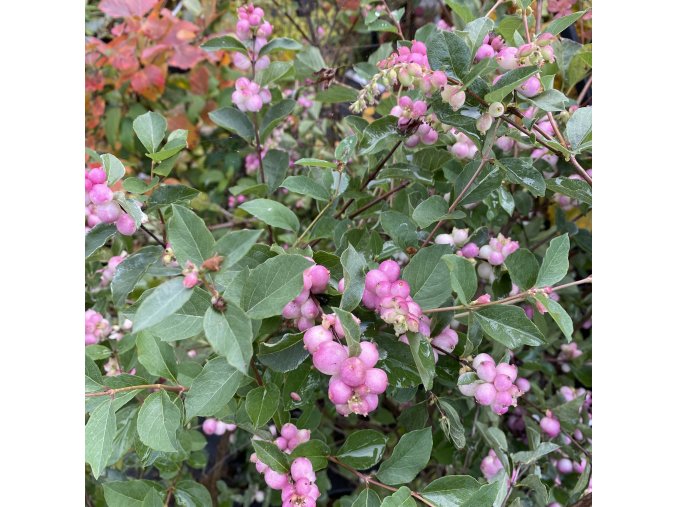 Symphoricarpos 'Magical Candy' - pámelník