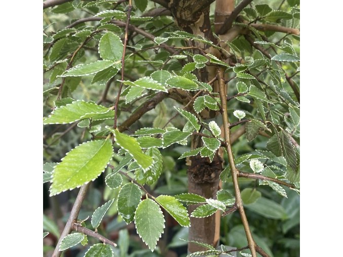 Ulmus parvifolia 'Geisha' kmínek - jilm čínský