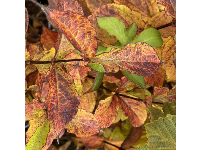 Weigela subsessilis 'Kanari' - vajgélie