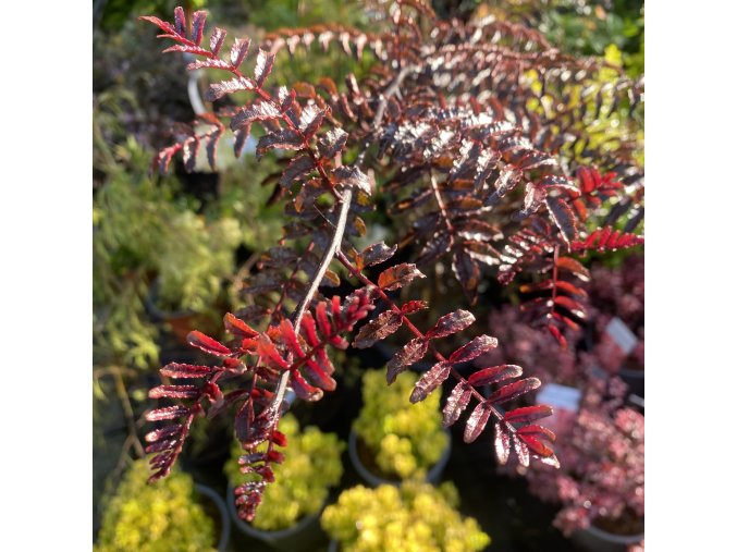 Zanthoxylum piperitum 'Black Magic' - sečuánský pepř, žlutodřev peprný