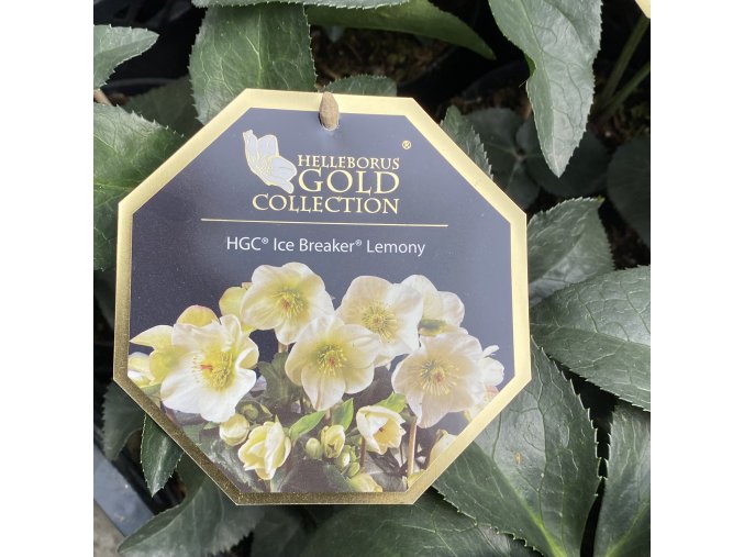 Helleborus hybr. 'Ice N´ Breaker Lemony' - čemeřice