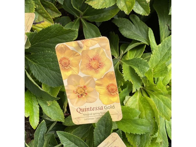 Helleborus hybr. 'Quintessa Gold' - čemeřice