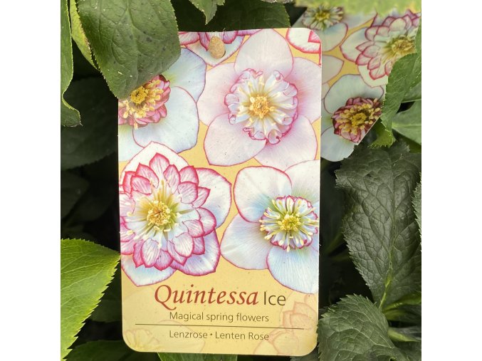 Helleborus hybr. 'Quintessa Ice' - čemeřice