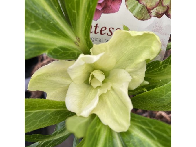 Helleborus hybr. 'Quintessa Lemon' - čemeřice